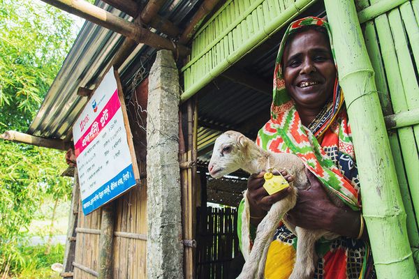 The flock formula - Header Image