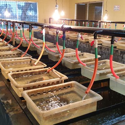 Hatchery Shots (Inside)