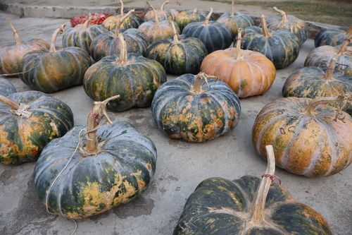 A group of green and yellowing pumpkins are arranged on the ground