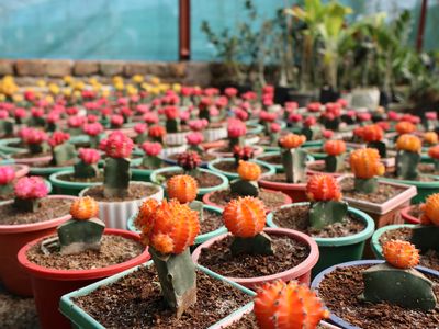 Bright pink and orange cacti grow at a BRAC Nursery center in northern Bangladesh