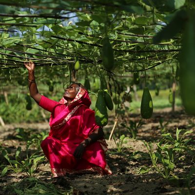 Ultra-Poor Graduation participant in Bangladesh extreme poverty women