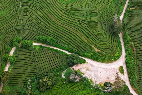 Planted crops, possibly tea bushes, photographed from above. They are all arranged in rows, some straight, some in long curved lines which hug the contours of the terrane.