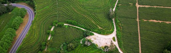 Planted crops, possibly tea bushes, photographed from above. They are all arranged in rows, some straight, some in long curved lines which hug the contours of the terrane.