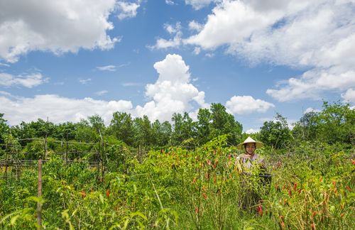 Myanmar-Agriculture-Climate-Long