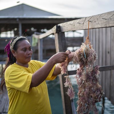 Arselina Abdu sorts seaweeds in Tawi-Tawi, Bangsamoro Autonomous Region in Muslim Mindanao (BARMM), Philippines, on October 22, 2024. Photo by Lisa Marie David