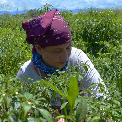 Participant with Agriculture Livelihood 2022 (1)