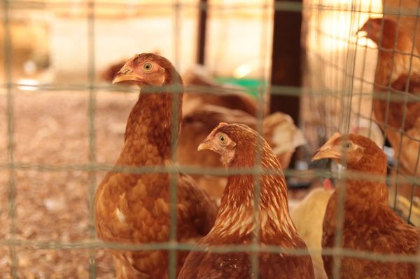 Three rusty colored chickens stand in their coop.