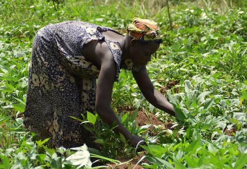 BRAC Uganda Agri Seeds
