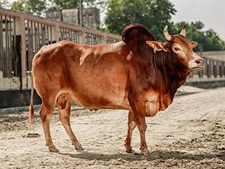 A red chittagong cow