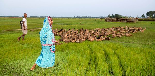 The mother of ducks - Header Image