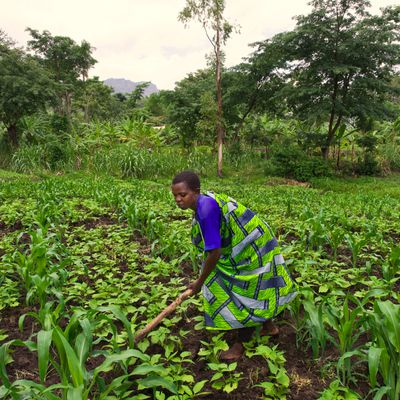 Uganda-agri-cultivation