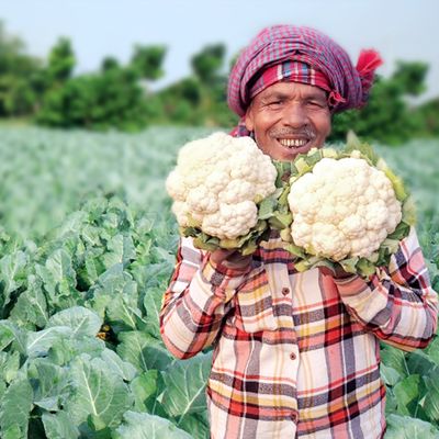 Vegetable__Banner