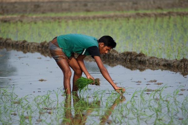 BDT 565bn loss in farmers' income in 45 daysFeatured - Header Image