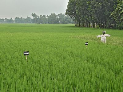 Shaking up traditional farming in rural Bangladesh - Header Image