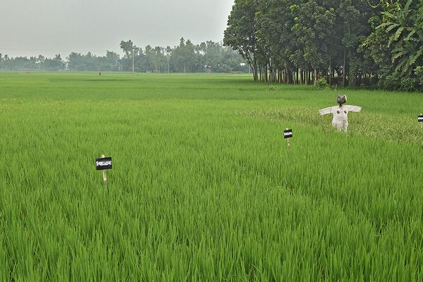 Shaking up traditional farming in rural Bangladesh - Header Image