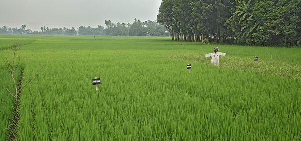 Shaking up traditional farming in rural Bangladesh - Header Image