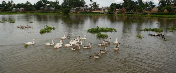 বাস্তুসংস্থান পুনরুদ্ধার মানে টেকসই ভবিষ্যৎ - Header Image