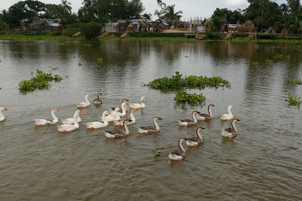 বাস্তুসংস্থান পুনরুদ্ধার মানে টেকসই ভবিষ্যৎ - Header Image