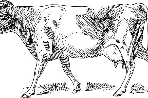 Milking cows save marriage in Pabna, northwestern Bangladesh - Header Image