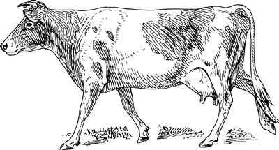Milking cows save marriage in Pabna, northwestern Bangladesh - Header Image