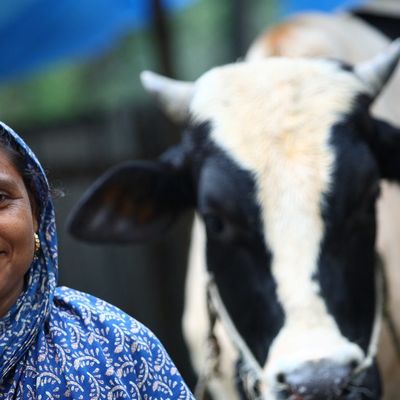 brac-dairy-woman-cow