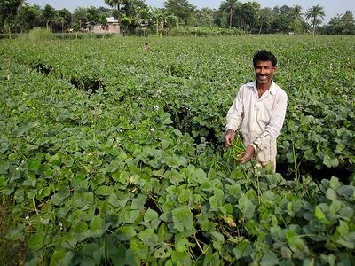 Scaling up crop insurance to tackle the global food crisis: Insights from Bangladesh - Header Image