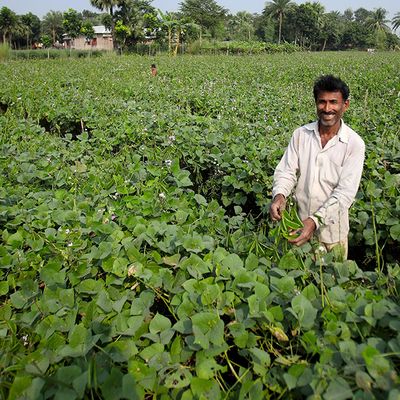 Scaling up crop insurance to tackle the global food crisis: Insights from Bangladesh - Header Image