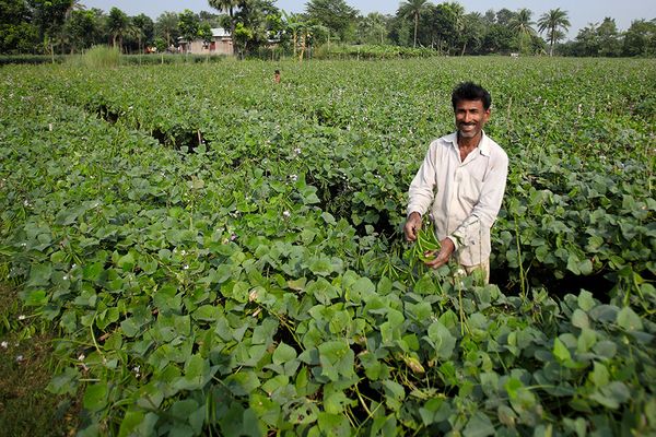 Scaling up crop insurance to tackle the global food crisis: Insights from Bangladesh - Header Image