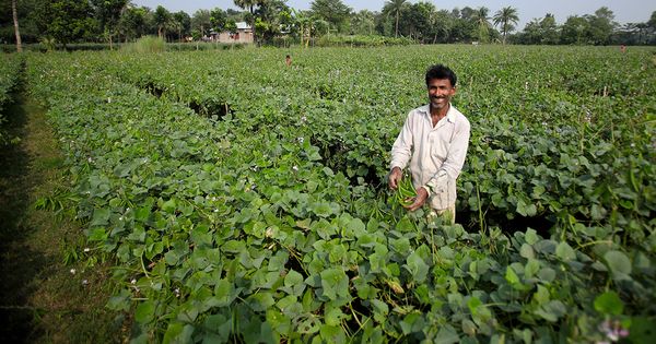 Scaling up crop insurance to tackle the global food crisis: Insights from Bangladesh - Header Image
