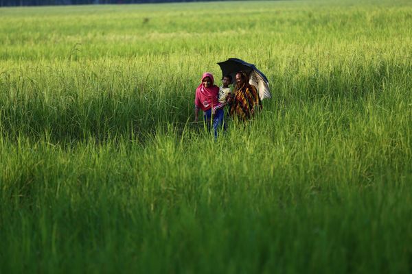 A family walks through a field in Bangladesh, including a mother, father and child.