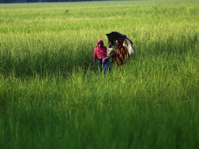 A family walks through a field in Bangladesh, including a mother, father and child.