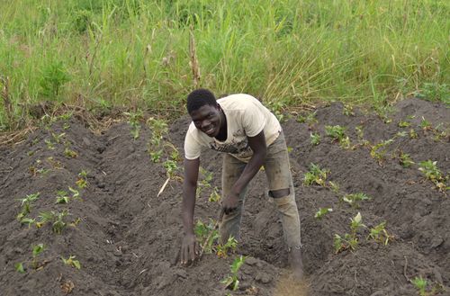 brac seeds growers Uganda agri-3