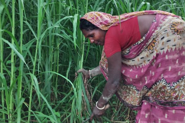 Building resilience amidst growing food insecurity crisis - Header Image
