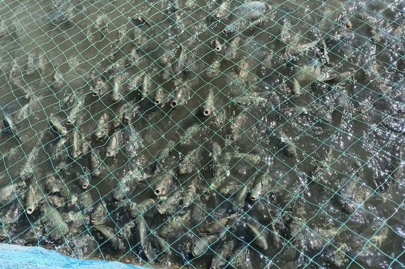 তেলাপিয়া মাছ