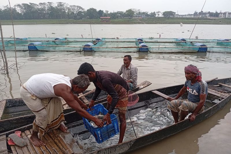 নদী থেকে মাছ সংগ্রহ