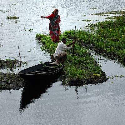A family tends to their floating farms in Bangladesh