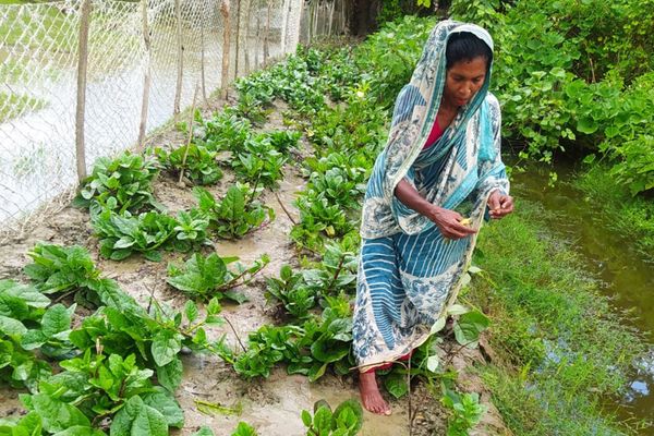 হাতের কাছে কৃষি ডাক্তার! - Header Image