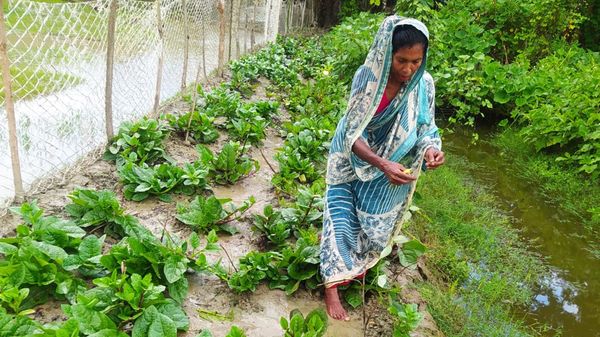 হাতের কাছে কৃষি ডাক্তার! - Header Image