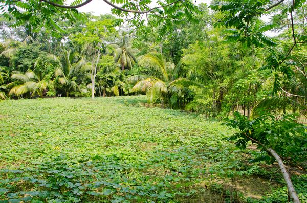 Give credit to a woman – and you uplift her family - Header Image