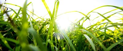 Lessons from COVID-19 on World Earth Day - Header Image