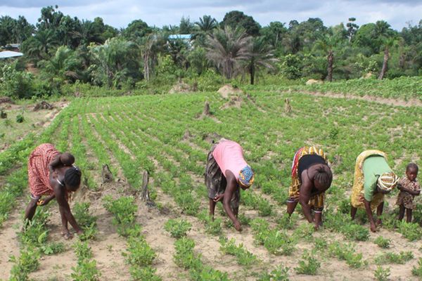How Liberia’s bushlands got a lush, green makeover - Header Image