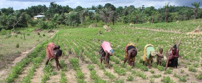 How Liberia’s bushlands got a lush, green makeover - Header Image