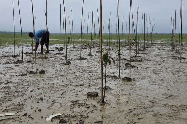 মীরসরাইয়ে ম্যানগ্রোভ বনায়ন করছে ব্র্যাক - Header Image