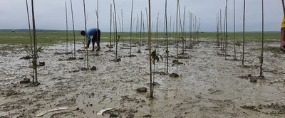 মীরসরাইয়ে ম্যানগ্রোভ বনায়ন করছে ব্র্যাক - Header Image