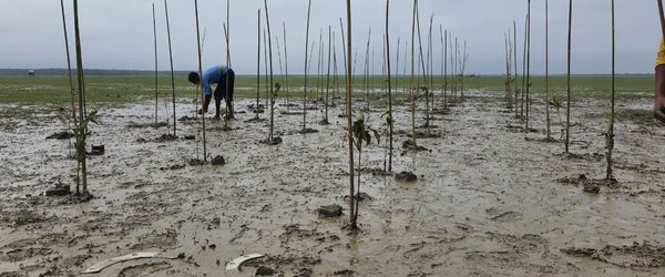 মীরসরাইয়ে ম্যানগ্রোভ বনায়ন করছে ব্র্যাক - Header Image