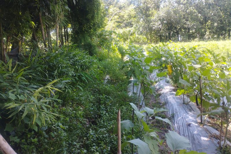 ইমদাদ ভাইয়ের ফসলের মাঠ: ছায়াযুক্ত স্থানে ব্যাগে আদা চাষ