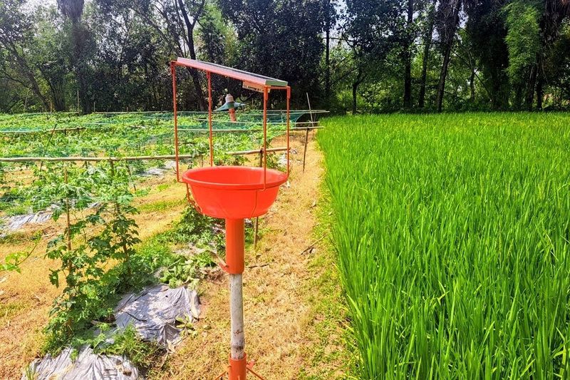 ‘সোলার লাইট ট্র্যাপ’ আলো দিয়ে ক্ষতিকর পোকা আকৃষ্ট করে ফাঁদে ধরে; এতে রাসায়নিক কীটনাশকের ব্যবহার কমিয়ে পরিবেশবান্ধবভাবে পোকা নিয়ন্ত্রণ করা যায়।
