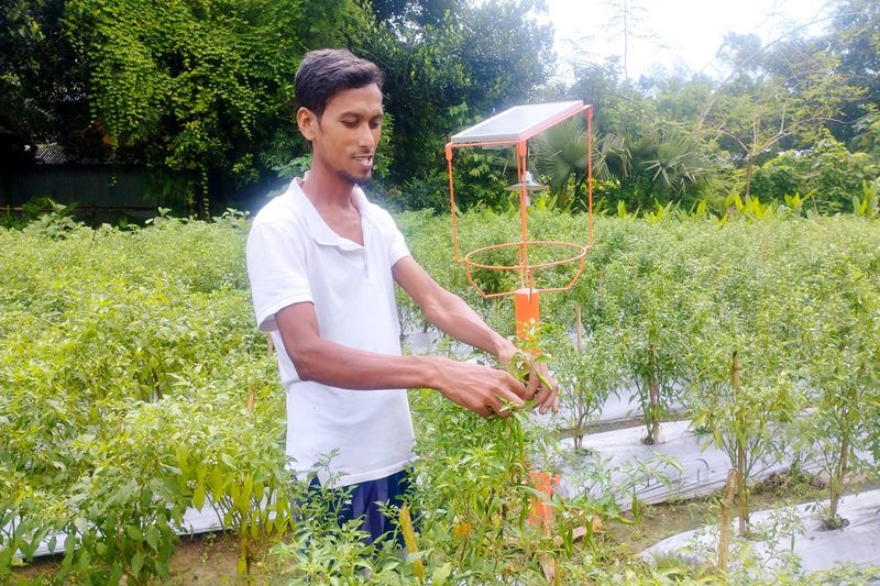 ইমদাদ ভাই নিজের মাঠে মরিচ সংগ্রহ করছেন।