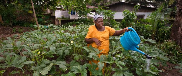 Liberia’s crops against the rebellious weather - Header Image