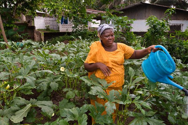 Liberia’s crops against the rebellious weather - Header Image